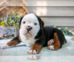Small #3 Beabull
