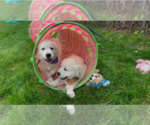 Small #14 English Cream Golden Retriever