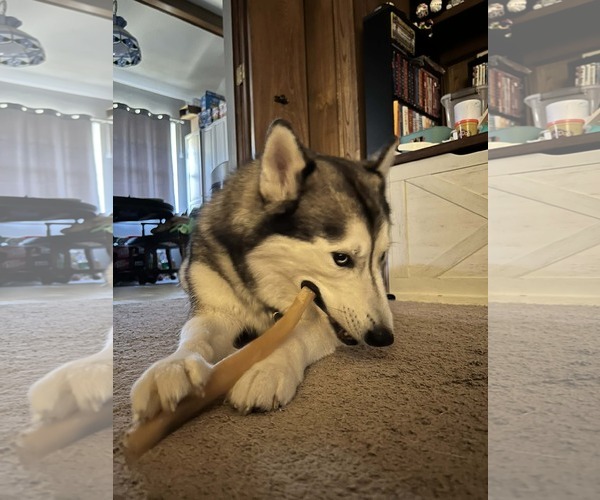 Medium Photo #4 Siberian Husky Puppy For Sale in Carrollton, TX, USA