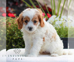 Small #3 Cavapoo (Miniature)