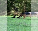 Small #13 German Shepherd Dog