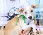 Small #4 Retriever  Mix