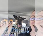 Small #5 German Shepherd Dog