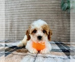 Small #1 Cavapoo (Miniature)