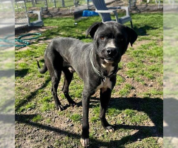 Medium Photo #1 Labrador Retriever-Unknown Mix Puppy For Sale in Conroe, TX, USA