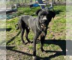 Small Labrador Retriever Mix