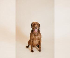 Chesapeake Bay Retriever-Chocolate Labrador retriever Mix Dogs for adoption in Thief River Falls, MN, USA