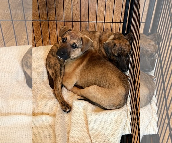 Medium Photo #1 Mutt Puppy For Sale in Uwchlan, PA, USA