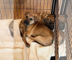 Mutt Dogs for adoption in Uwchlan, PA, USA