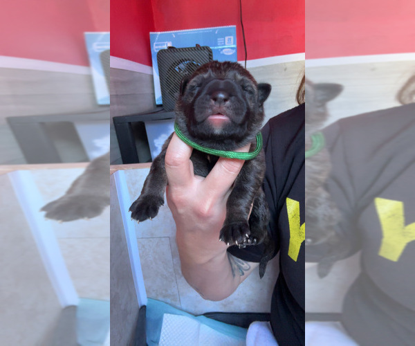 Medium Photo #3 German Shepherd Dog Puppy For Sale in LAKE ELSINORE, CA, USA