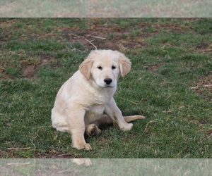 Medium Golden Labrador