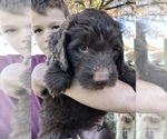 Small Photo #2 Labradoodle Puppy For Sale in OXFORD, PA, USA