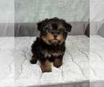 Small #2 YorkiePoo