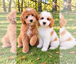 Cavapoo (Miniature) Puppy for Sale in FAIR HAVEN, Michigan USA