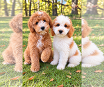 Tate - Male Cavapoo (Miniature) Puppy for Sale - Small photo