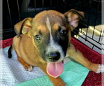 Small Photo #2 Mutt Puppy For Sale in Royal Palm Beach, FL, USA