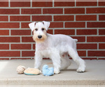 Small #8 Schnauzer (Miniature)
