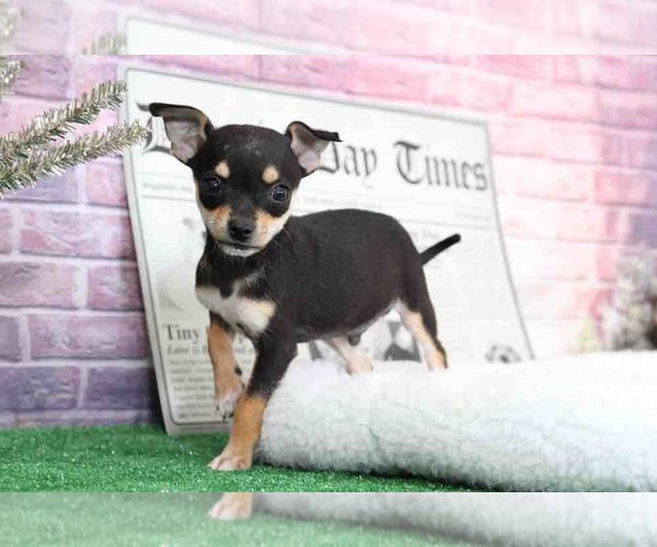 Medium Photo #4 Chihuahua Puppy For Sale in BEL AIR, MD, USA
