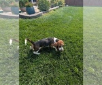 Small #1 Basset Hound