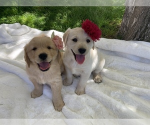 Golden Retriever Puppy for sale in CALDWELL, ID, USA
