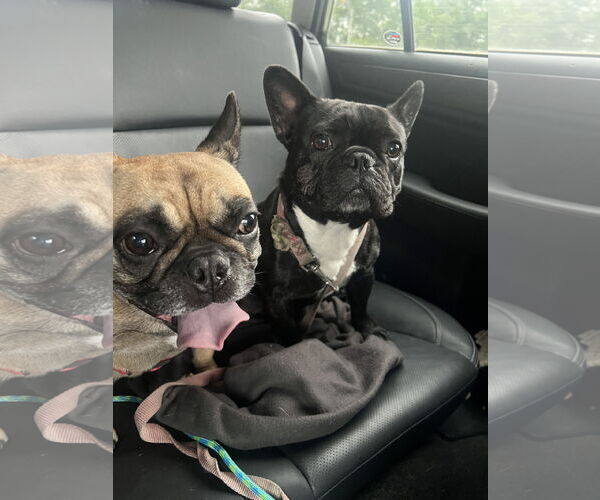 Medium Photo #3 French Bulldog-Unknown Mix Puppy For Sale in Rockaway, NJ, USA