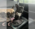 Small #2 French Bulldog Mix