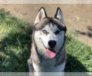 Siberian Husky Dogs for adoption in Riverside, CA, USA