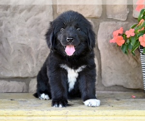 Newfoundland Puppy for sale in MILLERSBURG, OH, USA
