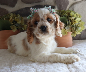 Cocker Spaniel Puppy for sale in HONEY BROOK, PA, USA