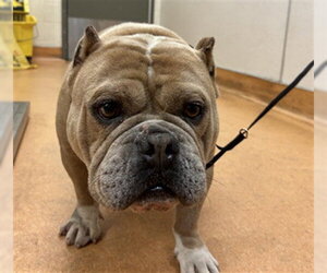 American Bulldog Dogs for adoption in Martinez, CA, USA