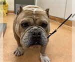 Small American Bulldog