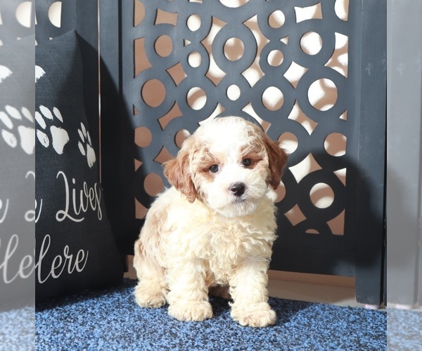 Medium Photo #2 Poochon Puppy For Sale in MOUNT VERNON, OH, USA