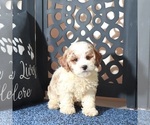 Small #1 Poochon