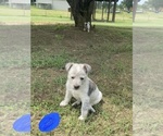 Puppy 1 Texas Heeler