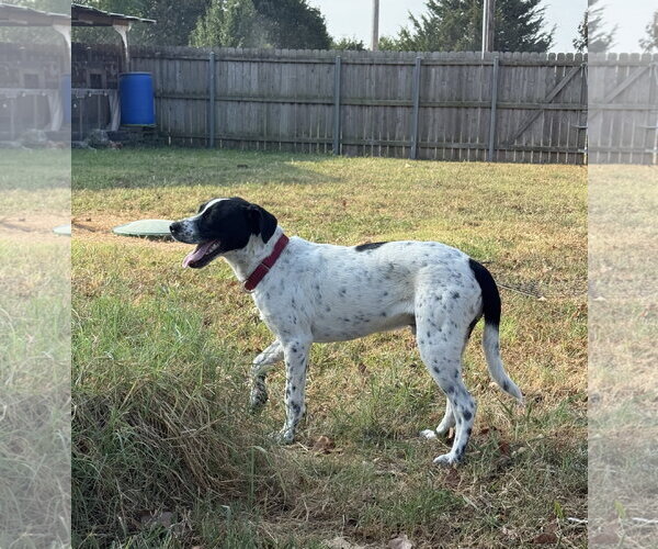Medium Photo #4 Lab-Pointer Puppy For Sale in Wakefield, RI, USA