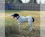 Small Photo #4 Lab-Pointer Puppy For Sale in Wakefield, RI, USA