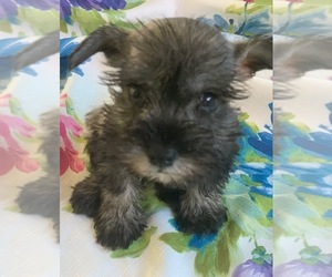 Schnauzer (Standard) Puppy for sale in SAN DIEGO, CA, USA