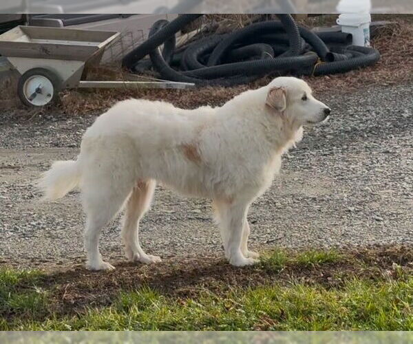 Medium Photo #1 Great Pyrenees Puppy For Sale in Mouth Of Wilson, VA, USA