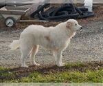 Small Great Pyrenees