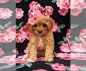 Cavapoo Puppy for sale in ATGLEN, PA, USA
