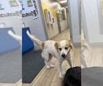 Small Border Collie Mix