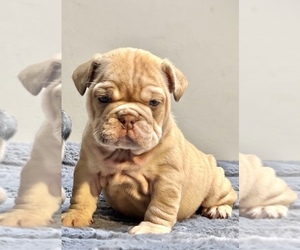 English Bulldog Puppy for sale in CHARLOTTESVILLE, VA, USA