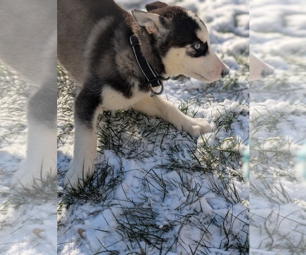 Medium Photo #3 Siberian Husky-Unknown Mix Puppy For Sale in Holly Springs, NC, USA
