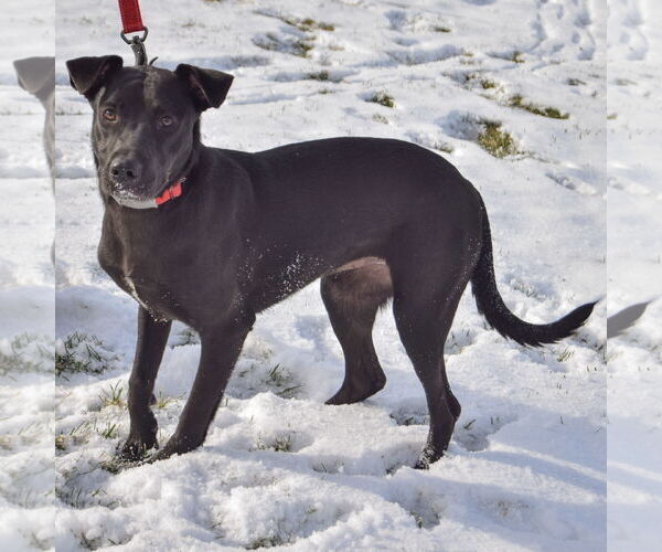 Medium Photo #2 German Shepherd Dog-Unknown Mix Puppy For Sale in Huntley, IL, USA