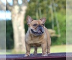 Small Photo #4 French Bulldog Puppy For Sale in BEAUMONT, TX, USA