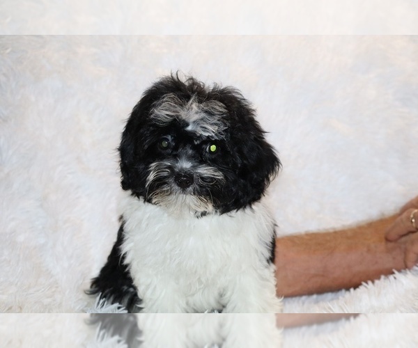Medium Photo #13 ShihPoo Puppy For Sale in DYERSBURG, TN, USA