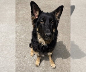Mutt Dogs for adoption in San Diego, CA, USA