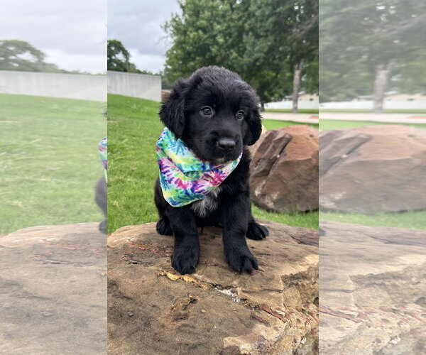 Medium Photo #11 Australian Shepherd Puppy For Sale in Euless, TX, USA
