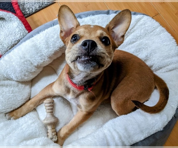 Medium Photo #36 Boston Terrier-Unknown Mix Puppy For Sale in Shermans Dale, PA, USA