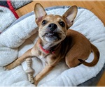 Small #35 Boston Terrier Mix